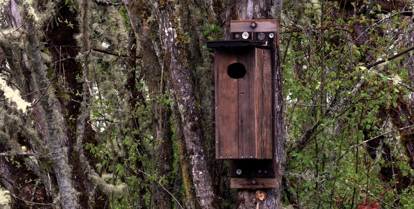 wood duck box